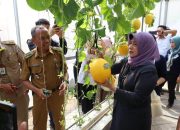 URBAN FARMING MELON DI LAHAN FASUM SURABAYA BERBUAH MANIS, KELOMPOK TANI CAPING KOTA PANEN KETIGA