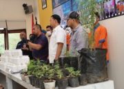 Pembibitan 62 Pohon Ganja yang Diungkap Polres Batu Melibatkan Sarjana Pertanian