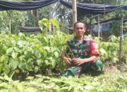 Pelestari Lingkungan, 150 Ribu Bibit Gayam dan Gondang Sertu Tarsipan Tersebar di Indonesia