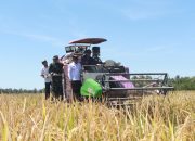 Dukung Program Swasembada Pangan Nasional, Banyuwangi Lakukan Panen Raya Padi Serentak