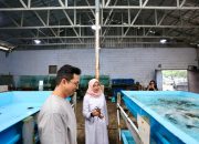 Kampung Lobster Banyuwangi, Sukses Budidaya Hingga Ekspor ke Tiongkok