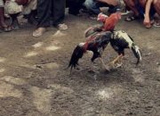 Polres Bangkalan Dinilai Lindungi Judi Sabung Ayam, LSM Jawapes Siap Adu Data ke Polda Jatim