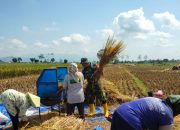 Serka Heri Irawan Turun ke Sawah, Bantu Petani Panen Padi